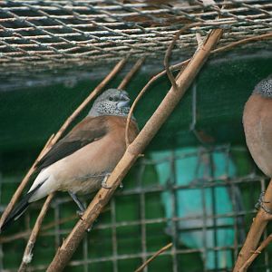 Grey-headed Silverbills at Santillana del Mar, 13/06/15