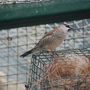 Plum-headed Finch at Santillana del Mar, 13/06/15