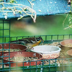 Golden-breasted Bunting at Santillana del Mar, 13/06/15