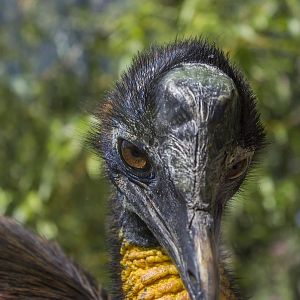 Single-wattled cassowary