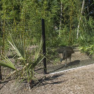 Cassowary viewing window