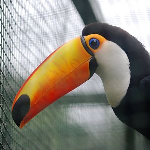 Toco Toucan at Santillana del Mar, 13/06/15