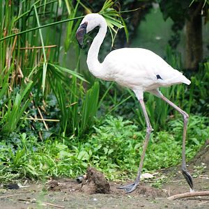 Juvenile Lesser Flamingo at Santillana del Mar, 13/06/15