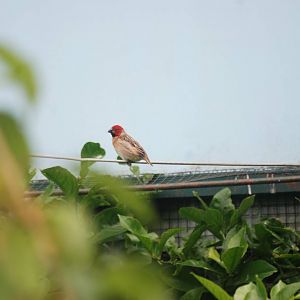Red-headed Quelea at Santillana del Mar, 13/06/15