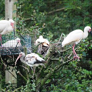 American White Ibis at Santillana del Mar, 13/06/15