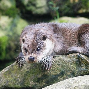 European Otter at Santillana del Mar, 13/06/15