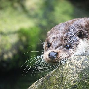 European Otter at Santillana del Mar, 13/06/15