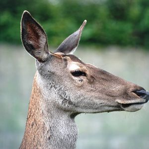 Spanish Red Deer at Santillana del Mar, 13/06/15