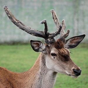 Spanish Red Deer at Santillana del Mar, 13/06/15