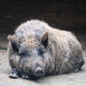 Iberian Wild Boar at Santillana del Mar, 13/06/15