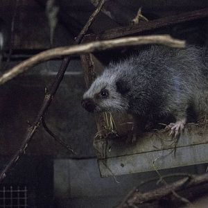 Northern luzon giant cloud rat
