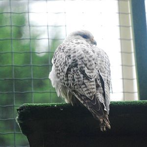 Gyrfalcon at Santillana del Mar, 13/06/15