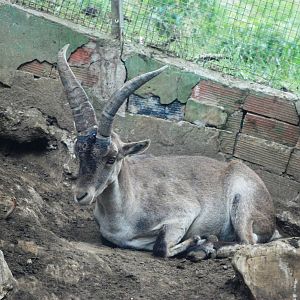 Spanish Ibex at Santillana del Mar, 13/06/15
