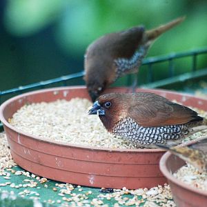 Scaly-breasted Munia at Santillana del Mar, 13/06/15