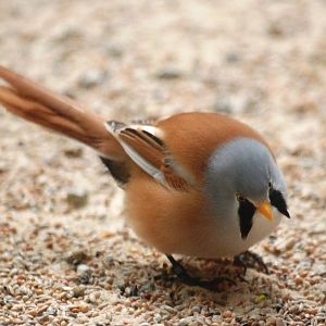 Bearded Reedling at Santillana del Mar, 13/06/15
