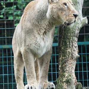 Asian Lioness at Santillana del Mar, 13/06/15