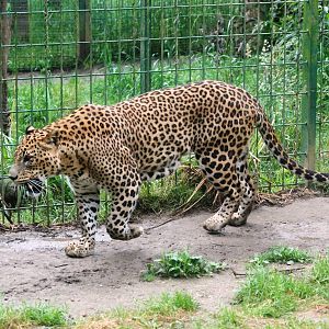 Sri Lankan Leopard at Santillana del Mar, 13/06/15