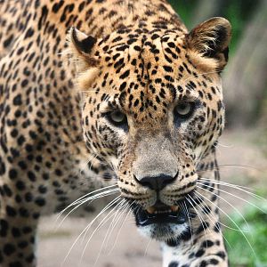 Sri Lankan Leopard at Santillana del Mar, 13/06/15
