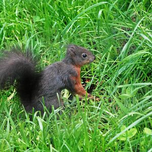 European Red Squirrel at Santillana del Mar, 13/06/15