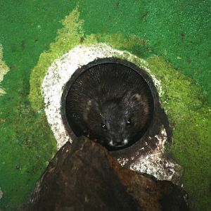 European Mink at Santillana del Mar, 13/06/15