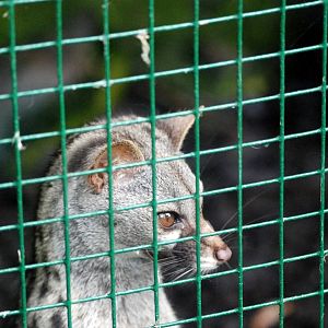 Small-spotted Genet at Santillana del Mar, 13/06/15