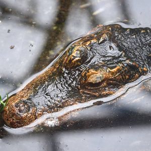 Congo Dwarf Crocodile at Santillana del Mar, 13/06/15