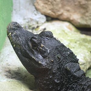 West African Dwarf Crocodile at Santillana del Mar, 13/06/15
