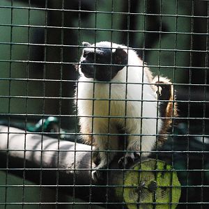 Pied Tamarin at Santillana del Mar, 13/06/15