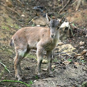 Spanish Ibex at Santillana del Mar, 13/06/15