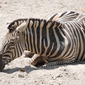 Grant's Zebra