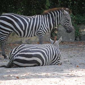 Grant's Zebras