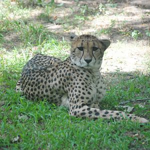 South African Cheetah