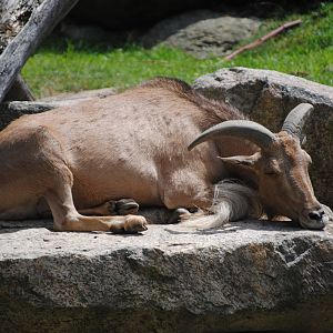 Kordofan Barbary Sheep