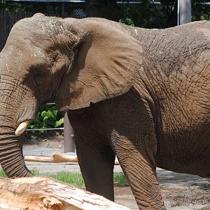 South African Bush Elephant