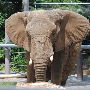 South African Bush Elephant
