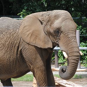 South African Bush Elephant