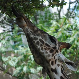 Masai Giraffe