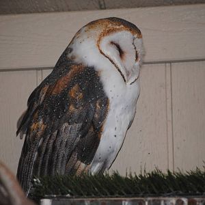 American Barn Owl