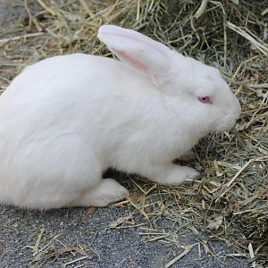 Flemish Giant Rabbit