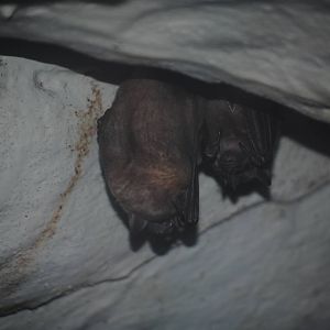 Jamaican Fruit Bats