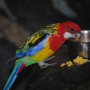 Eastern Rosella
