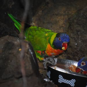 Rainbow Lorikeets