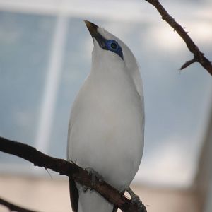 Bali Mynah