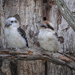 Laughing Kookaburras