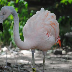 Chilean Flamingo