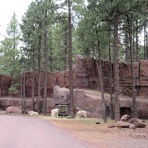 Drive-Through Section: Rocky Mountain Goat Exhibit