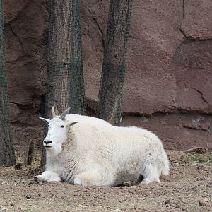 Rocky Mountain Goat