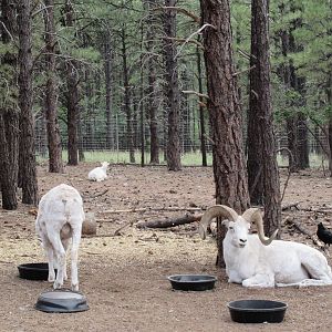 Drive-Through Section: Dall Sheep Exhibit