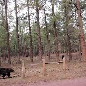 Drive-Through Section: American Black Bear Exhibit