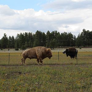 Drive-Through Section: Two Bison